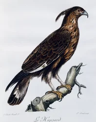 Hosszú tarajos sas (Lophaetus occipitalis), metszet az afrikai madarak természetrajzából