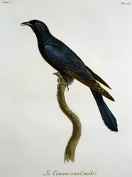 Hím fekete kakukk (Cuculus clamosus), metszet François Le Vaillant (1753-1824) Histoire Naturelle des Oiseaux d