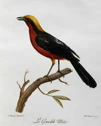 Hím közönséges gonolek (Laniarius barbarus), metszet az afrikai madarak természetrajzából