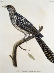 Hím Coucou tachirou, metszet az afrikai madarak természetrajzából, Francois Le Vaillant (1753-1824), Franciaország