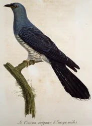 Hím eurázsiai kakukk (Cuculus canorus), metszet a Histoire Naturelle des Oiseaux d