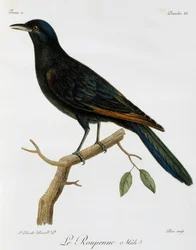 Hím vörösszárnyú seregély (Onychognathus morio), metszet a Histoire Naturelle des Oiseaux d