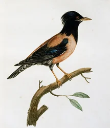 Hím rózsás seregély (Sturnus roseus), metszet a Histoire Naturelle des Oiseaux d