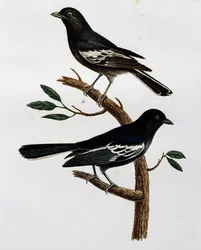 A fekete cinege (Parus niger) hímje és nősténye, metszet a Histoire Naturelle des Oiseaux d