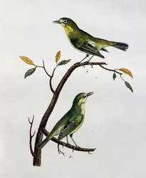 Halvány fehérszemű (Zosterops pallidus) hím és nőstény, metszet a Histoire Naturelle des Oiseaux d