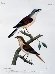 Vöröshátú rák (Lanius collurio) hím és nőstény, metszet a Histoire Naturelle des Oiseaux d