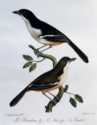 Southern Boubou (Laniarius ferrugineus) hím és nőstény, metszet a Histoire Naturelle des Oiseaux d