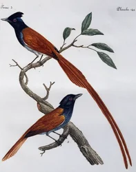 Pettyes légykapó (Muscicapa striata) hím és nőstény, metszet a Histoire Naturelle des Oiseaux d
