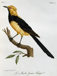 Merle Jaune Huppe, metszet az afrikai madarak természetrajzából