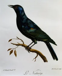 Halványszárnyú seregély (Onychognathus nabouroup), metszet az afrikai madarak természetrajzából