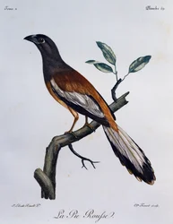 Rufous Treepie (Dendrocitta vagabunda), metszet az afrikai madarak természetrajzából
