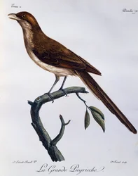 Sárgacsőrű ürge (Corvinella corvina), metszet az afrikai madarak természetrajzából