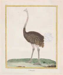 Strucc Strucc, 1770-86.