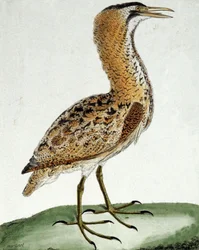 Bölömbika