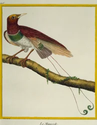 Paradicsommadár király (Cicinnurus regius), a madarak természetrajzából