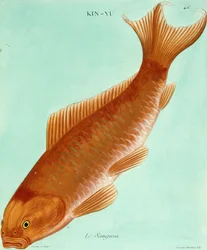 A szangvinikus