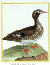 Tudomány. állattan. kínai kékeszöld. Metszet: Francois Nicolas Martinet in: Natural History of Birds, Georges Louis Leclerc de Buffon, Franciaország, 1777 körül (színes metszet)