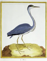 Tudomány. állattan. Gém. Metszet: Francois Nicolas Martinet in: Natural History of Birds, Georges Louis Leclerc de Buffon, Franciaország, 1777 körül (színes metszet)