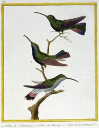 Tudomány. állattan. Santo Domingo, Mexikó és Jamaica kolibri. Metszet: Francois Nicolas Martinet in: Natural History of Birds, Georges Louis Leclerc de Buffon, Franciaország, 1777 körül (színes metszet)