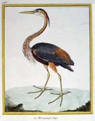 Tudomány. állattan. Lila gém. Metszet: Francois Nicolas Martinet in: Natural History of Birds, Georges Louis Leclerc de Buffon, Franciaország, 1777 körül (színes metszet)