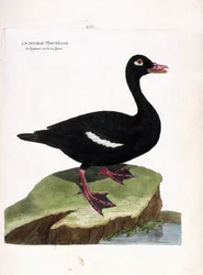 Állattani tábla (ornitológia): a kettős scoter (barna scoter vagy melanitta fusca). Illusztráció: Francois Nicolas Martinet (1731-1800) „A madarak története, megjelenésük és érzékeny aspektusuk szerint”. Magángyűjtemény.