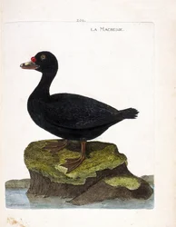 Állattani tábla (ornitológia): a sárkány (fekete scoter vagy melanitta nigra). Illusztráció: Francois Nicolas Martinet (1731-1800) „A madarak története, megjelenésük és érzékeny aspektusuk szerint”. Magángyűjtemény.