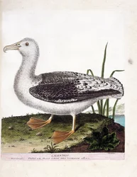 Állattani térkép (ornitológia): Albatros (ordító albatros vagy diomedea exulans). Illusztráció: Francois Nicolas Martinet (1731-1800) „A madarak története, megjelenésük és érzékeny aspektusuk szerint”. Magángyűjtemény.