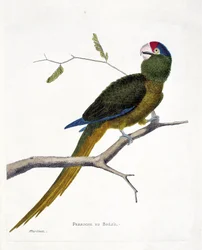 Állattani térkép (ornitológia): brazil papagáj (vörös homlokú conure vagy aratinga canicularis) egy ágon. Illusztráció: Francois Nicolas Martinet (1731-1800) „A madarak története, megjelenésük és érzékeny aspektusuk szerint”. magán col