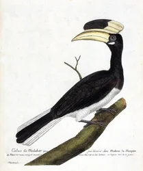 Állattani térkép (ornitológia): Calao de Malabar (Anthracoceros coronatus) egy ágon. Illusztráció: Francois Nicolas Martinet (1731-1800) „A madarak története, megjelenésük és érzékeny aspektusuk szerint”. Magángyűjtemény.