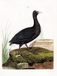 Állattani térkép (ornitológia): Szárcsa vagy Moselle (Macroule cot vagy fulica atra). Illusztráció: Francois Nicolas Martinet (1731-1800) „A madarak története, megjelenésük és érzékeny aspektusuk szerint”. Magángyűjtemény.