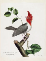 Állattani térkép (ornitológia): Hupe domonkos bíboros (parare huppe vagy paroaria coronata) egy ágon. Illusztráció: Francois Nicolas Martinet (1731-1800) „A madarak története, megjelenésük és érzékeny aspektusuk szerint”. Magángyűjtemények