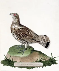 Állattani térkép (ornitológia): Női zselínóta (fa gelinotte vagy bonasia bonasia). Illusztráció: Francois Nicolas Martinet (1731-1800) „A madarak története, megjelenésük és érzékeny aspektusuk szerint”. Magángyűjtemény.