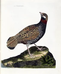 Állattani tábla (ornitológia): frankolin (fekete frankolin vagy Francolinus francolinus). Illusztráció François Nicolas Martinet (1731-1800) „A madarak története, látható és érzékelhető vonásaikban megfestve” című művében. Magángyűjtemény.