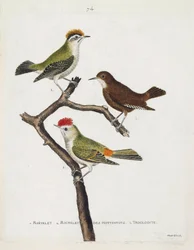 Állattani térkép (ornitológia). Felülről lefelé: roitelet (hármas kötszer vagy regulus ignicapilla), troglodyte (aranyos troglodyte vagy troglodyte) és hottentották roiteletje (rubin korona) egy ágon. Illusztráció a „The History of the Birds, Painted in Th