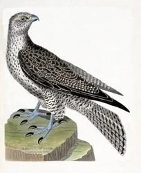 Állattani térkép (ornitológia): Izlandi gerfault (gerfaut falcon vagy falco rusticolus). Illusztráció: Francois Nicolas Martinet (1731-1800) „A madarak története, megjelenésük és érzékeny aspektusuk szerint”. Magángyűjtemény.