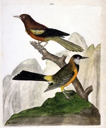 Zoológiai tábla (ornitológia): baltimore-i trupial (Baltimore oriole vagy Icterus bonana) és guyanai trupial (Martinique oriole vagy Icterus bonana) egy ágon. Illusztráció „A madarak története, megjelenő és érzékeny vonásaik szerint festve” című műben