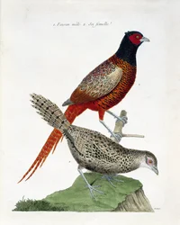 Állattani térkép (ornitológia): hím fácán és nőstény (colchid fácán vagy Phasianus colchicus). Illusztráció: Francois Nicolas Martinet (1731-1800) „A madarak története, megjelenésük és érzékeny aspektusuk szerint”. Magángyűjtemény.