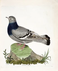 Állattani térkép (ornitológia): Pigeon biset (Columbia livia). Illusztráció: Francois Nicolas Martinet (1731-1800) „A madarak története, megjelenésük és érzékeny aspektusuk szerint”. Magángyűjtemény.