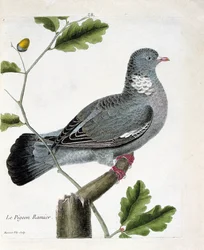 Állattani térkép (ornitológia): Elágazó galamb (columba palumbus) egy ágon. Illusztráció: Francois Nicolas Martinet (1731-1800) „A madarak története, megjelenésük és érzékeny aspektusuk szerint”. Magángyűjtemény.