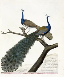 Zoológiai tábla (madártan): a páva (kék páva vagy Pavo cristatus). Illusztráció François Nicolas Martinet (1731-1800) „A madarak története, megjelenésük és érzékeny vonásaik szerint megfestve” című művében. Magángyűjtemény.