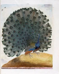 Állattani tábla (ornitológia): a páva kiterjeszti farktollait (kék páva vagy Pavo cristatus). Illusztráció François Nicolas Martinet (1731-1800) „A madarak története, látható és érzékelhető vonásaikban megfestve” című művében. Magángyűjtemény.