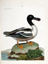 Állattani térkép (ornitológia): A törzs (kacsa eper vagy anas clypeata). Illusztráció: Francois Nicolas Martinet (1731-1800) „A madarak története, megjelenésük és érzékeny aspektusuk szerint”. Magángyűjtemény.