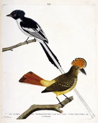 Állattani térkép (ornitológia). Felső: Madagaszkár schel (chitrec malagasy vagy terpsiphone mutata). Alacsony év: Caienne légykapós koronája vagy onychorhynchus coronatus királya. Illusztráció a „The History of the Birds, Pai