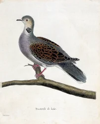 Állattani térkép (ornitológia): Erdei galamb (erdei galamb vagy streptopelia turtur) egy ágon. Illusztráció: Francois Nicolas Martinet (1731-1800) „A madarak története, megjelenésük és érzékeny aspektusuk szerint”. Magángyűjtemény.