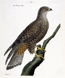 Zoológiai tábla (ornitológia): fekete Milvus migrans egy ágon. Illusztráció Francois Nicolas Martinet (1731-1800) „A madarak története, megjelenő és érzékeny vonásaik szerint festve” című művében. Magángyűjtemény.