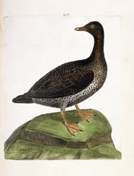 Állattani térkép (ornitológia): nőstény pehely (eider a down vagy somateria mollissima). Illusztráció: Francois Nicolas Martinet (1731-1800) „A madarak története, megjelenésük és érzékeny aspektusuk szerint”. Magángyűjtemény.