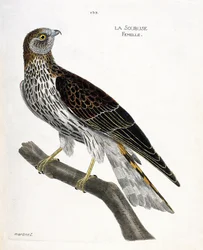 Állattani térkép (ornitológia): nőstény soubuse (busard saint martin vagy circus cyaneus) egy ágon. Illusztráció: Francois Nicolas Martinet (1731-1800) „A madarak története, megjelenésük és érzékeny aspektusuk szerint”. Magángyűjtemény.