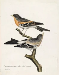 Állattani térkép (ornitológia): felülről lefelé: A hím és nőstény Ardennes-pinson (northern pinson vagy fringilla montifringilla) egy ágon. Illusztráció: „A madarak története, megjelenésük és érzékeny aspektusuk szerint” (Francois Nico)