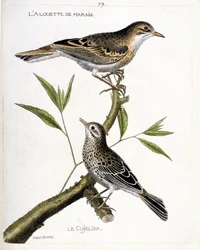 Állattani térkép (ornitológia): felülről lefelé: a mocsári pacsirta (pipit rousseline vagy anthus campestris) és a cujelier (pipit farlouse vagy anthus pratensis) egy ágon. Illusztráció: „A madarak története, megjelenésükben és érzékenységükben