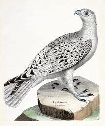 Állattani térkép (ornitológia): gerfault (gerfaut falcon vagy falco rusticolus). Illusztráció: Francois Nicolas Martinet (1731-1800) „A madarak története, megjelenésük és érzékeny aspektusuk szerint”. Magángyűjtemény.